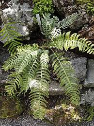 Image result for Asplenium hypomelas