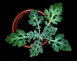 Image result for Parthenium