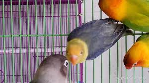 Ud Jalak Suren Klaten Burung Jalak