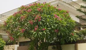 Most successful in southern california and other dry climates, where diseases such as peach leaf curl are less severe. Plumeria Rubra Wikipedia