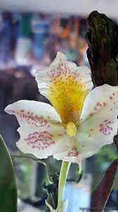 Colombie Medellin Fete Des Fleurs 2017 Fiesta De Los Flores Festival Of Flowers Orchidees Orquideas Medellin Orchidee Fleurs