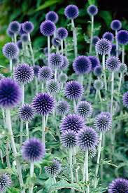 Image result for Echinops