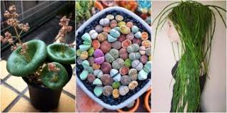 Iyilestirici Etkisi Hafife Alinmis 16 Muhtesem Sifali Bitki Listelist Com