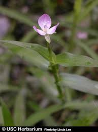 Image result for Murdannia simplex