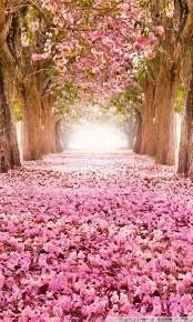 Love Path Wallpaper Beautiful Tree Nature Beautiful Flowers