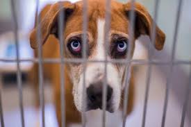Walks on leash like a dream! Commentary Confessions Of A Rescue Junkie