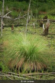 Image result for Carex johnstonii