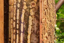 They were in a knot at eye level. Natureplus Wildlife Garden Blog Tags Qais Zakaria