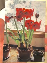 Named after the greek god for their large size, the fuschia flowers on this amaryllis bloom to a size of almost eight inches how to care for a lilac bush in your home garden. Amaryllis Secrets What To Do With Amaryllis After Blooming Houseplant Care Tips Amaryllis Plant Amaryllis Bulbs Amaryllis Care