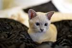 Burmese Kittens for sale - Burmese Cat Breeders Australia
