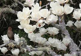 The best areas for growing mangos are the relatively frost free areas of southern california including mild winter areas. 7 Spectacular And Practical Spring Flowering Trees