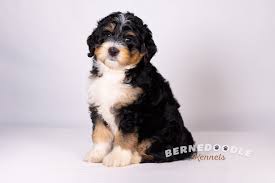He was 12 weeks old when alicia and her two lovely daughters, emme and lexie, brought him in their arms all the way. Bernedoodle Puppies Cheap Online