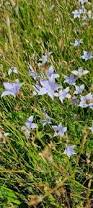 Image result for Wahlenbergia pulchella