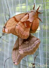 The life cycle of the polyphemus moth (antheraea polyphemus). Polyphemus Moths Mating Kim Smith Films