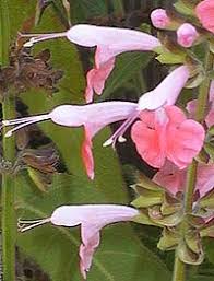 (salvia coccinea) hummingbirds seek out and flock to coral nymph plants literally from dawn to dusk, and sprays of these charming flowers are lovely in mixed bouquets. Salvia Coccinea Coral Nymph Hummingbird Sage