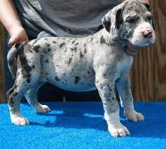 Cute great dane male and female puppies for adoption. Great Dane Puppies Colorado Springs Super Adorable Great Dane Puppies Atlanta For Sale Atlanta Pets Dogs Father Is A Blue 100 American Great Dane And Mother Is 75 Euro 25