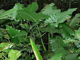 In malaysia, paddy plants were planted in lowlands while the ones planted in pulau jawa were planted in terraced hilands. 15 Beautiful Flowers And Plants Native To Malaysia