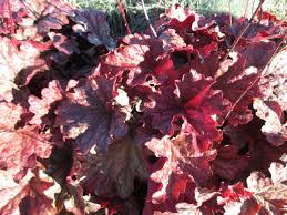 Marvelous ruffled foliage of dazzling silvers with tints of rose purple will leave you spellbound. Coral Bells For Your Consideration Rotary Botanical Gardens