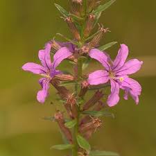 Image result for Lythrum rotundifolium