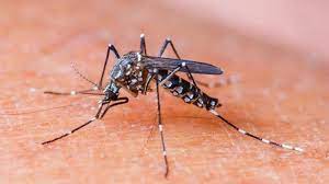 Dengue, typhoid, scrub typhus cases on rise; know symptoms and tips from  expert | Health - Hindustan Times