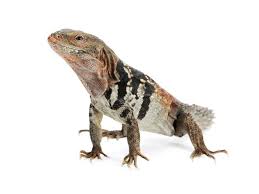 Check spelling or type a new query. Yucatan Spinytail Iguana Ctenosaura Defensor Reptiletalk Net