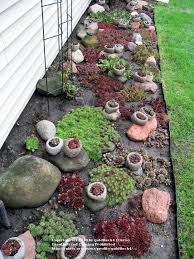 Pin By National Gardening Assoc On Landscaping Ideas And Inspiration Sempervivum Garden Succulents Garden Plants