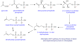 Check spelling or type a new query. Sterols Plant Sterols Sterol Esters Sterol Glycosides Ergosterol From Plants Algae And Fungi Structure Occurrence Biochemistry And Function