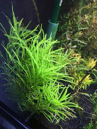 Image result for Pogostemon aquaticus