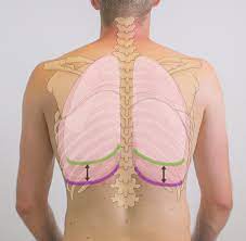 Human rib cage anatomy model. Chest Wall Amboss
