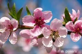 Fototapeta Kwitnące drzewa brzoskwini na niebieskim tle nieba • Pixers® -  Żyjemy by zmieniać