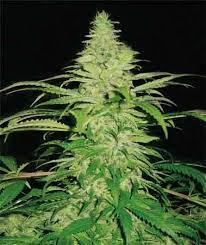 Sale Of Northern Lights From Pyramid Seeds