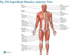 The 650 muscles in the human body control movement and help to maintain posture, circulate blood and move substances throughout the body. Full Body Anterior View Diagram Quizlet