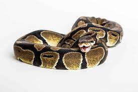 Where can i buy a ball python. Ball Python Care Everything A Beginner Should Know Embora Pets