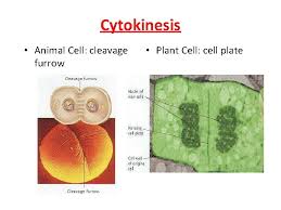Maybe you would like to learn more about one of these? Cell Cycle Division Biology I Cell Division All