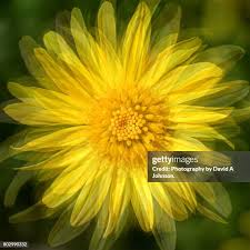 Image result for Euryops chrysanthemoides