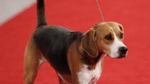 More than 100 dogs ran in akc's fastest dog competition, and one even took home the turtle award. Akc Tv Fast Cat