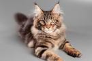 Top 10 Largest Domestic Cat Breeds - PetGuide