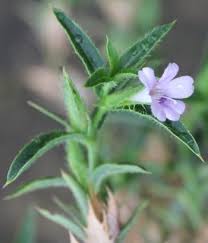 Image result for Barleria vollesenii