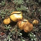 Image result for Suillus wasatchicus