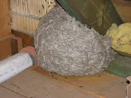 Auslöser war ein mann, der mit einem messer passanten angegriffen hatte. Wtf Wespennest Auf Dem Dachboden O Feuerwehr Wespen