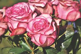 Please call the store for exact opening hours. Flowers On Broadway Rocky Point Ny 43 Broadway Florists Flower Delivery