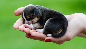 Cute puppies are awesome, have a look at my beagle puppy image collection, or share your cute puppy names with us. Beagle Puppies Cute Pictures And Facts Dogtime