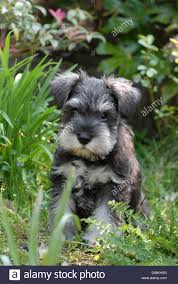 Use the search tool below and browse adoptable miniature schnauzers! Miniature Schnauzer Puppy Stock Photo Alamy