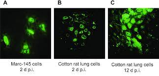 Porcine Reproductive And Respiratory Syndrome Virus Infected Marc145 Download Scientific Diagram