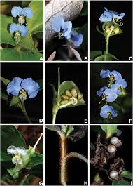 Image result for Commelina