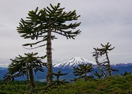 Image result for Araucaria