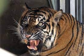 Dalam sebuah wawancara di acara infotainment, kurdi. Harimau Sumatera Buntung Asal Lembah Hijau Dijodohkan Dengan Gadis Solo