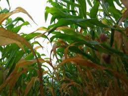We did not find results for: Cara Mengatasi Daun Jagung Yang Menguning Kecokelatan Seperti Terbakar Tips Petani