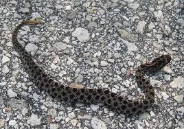 Black And Orange Snake Florida Poisonous Pygmy Rattlesnake Rattlesnake Small Snakes Snake