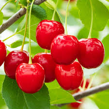 People have an innate curiosity about the natural world around them, and identifying a tree by its leaves can satisfy that curiosity. Wowza Dwarf Cherry Tree Buy Fruit Trees Spring Hill Nurseries